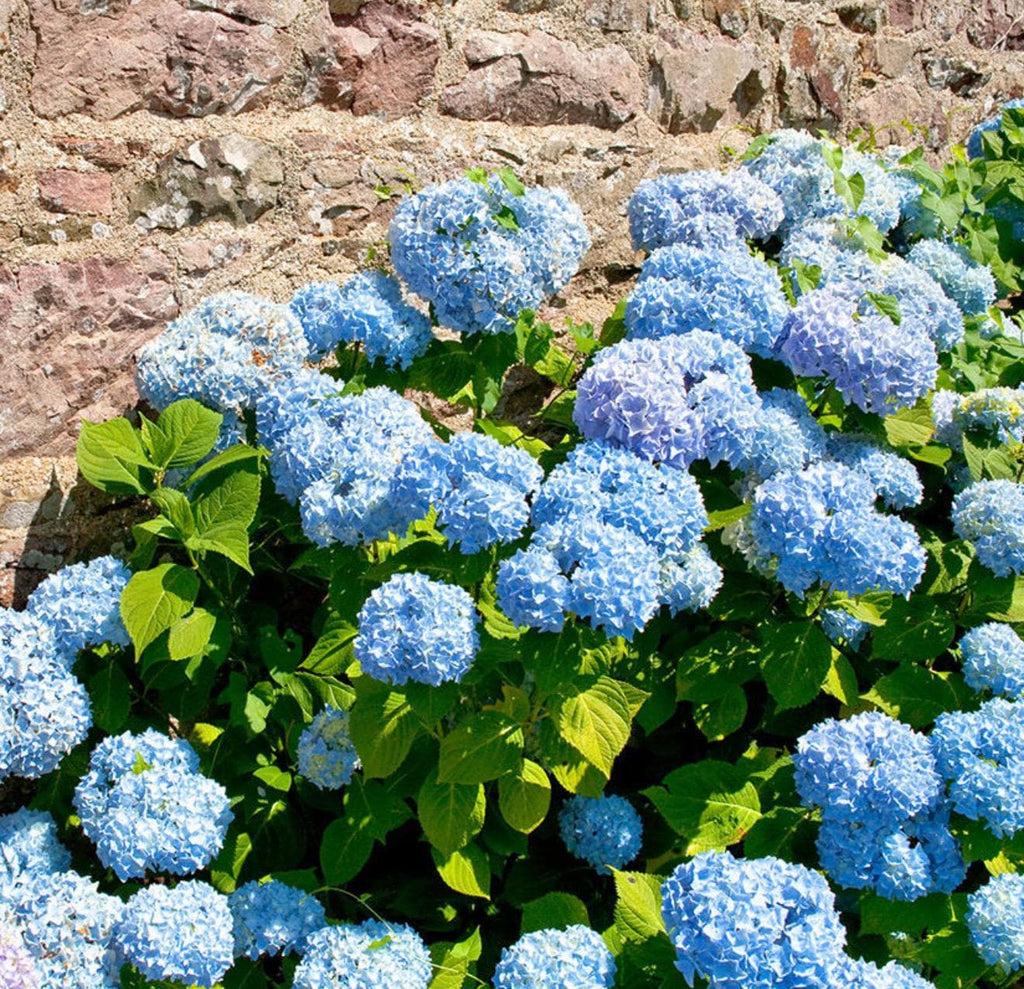 Southern Hydrangea & Rose Garden Guide, Zones 7-10 (Digital Download)