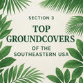 Groundcover Master Guide for the Southeastern USA