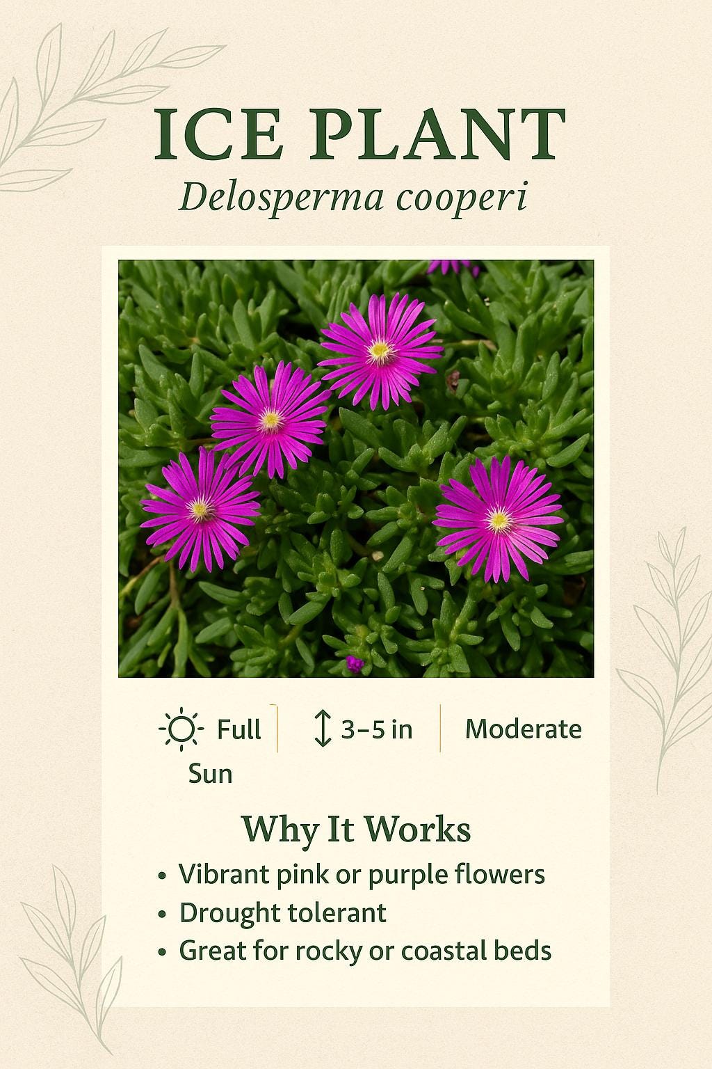 Groundcover Master Guide for the Southeastern USA