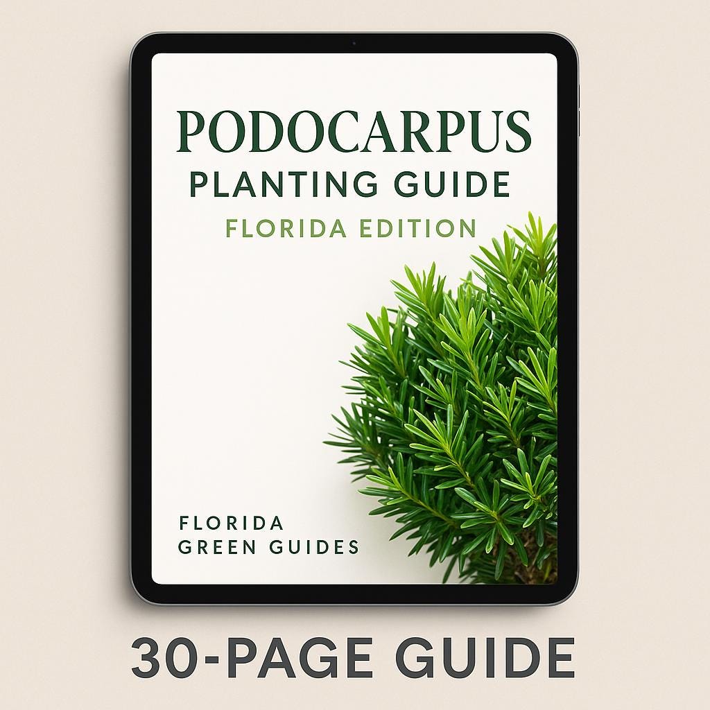 Podocarpus Planting Guide