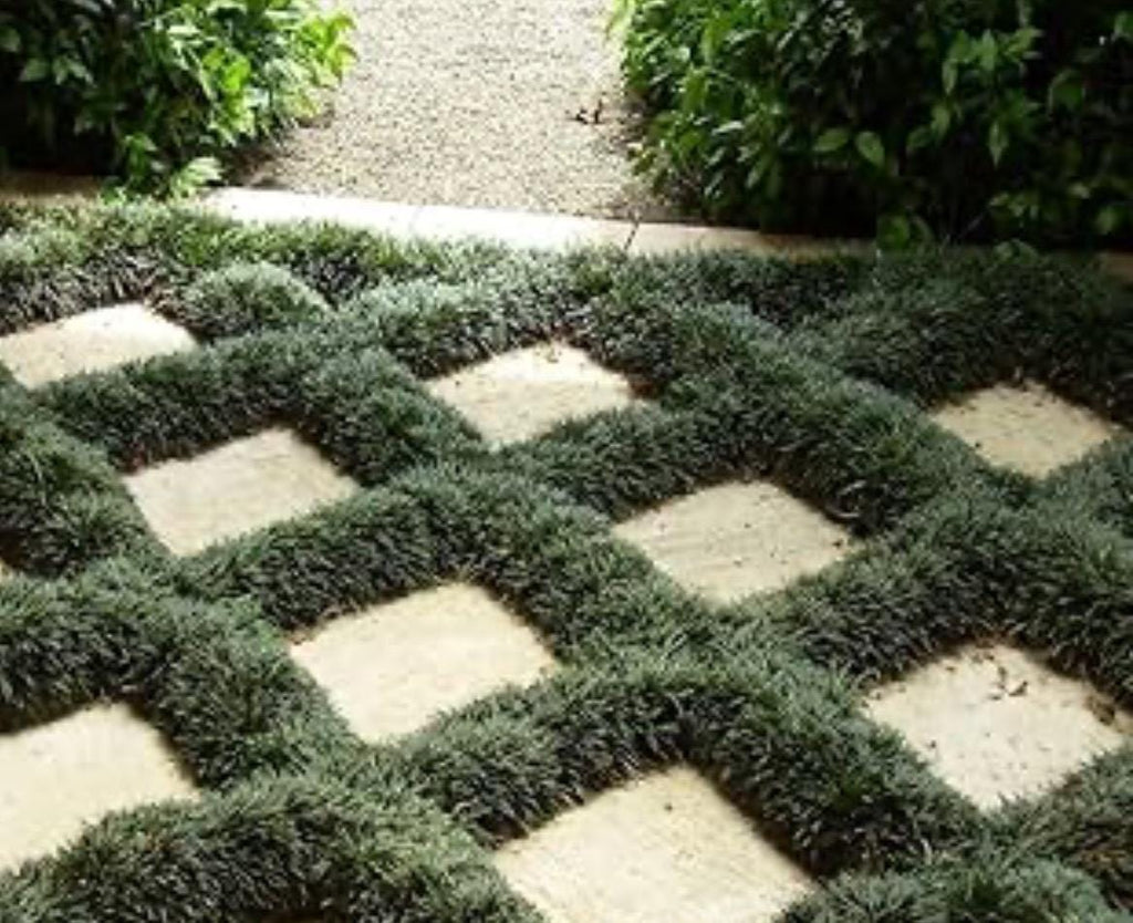 Dwarf Mondo Grass Planting Guide | Southeastern USA Master Guide | Spacing, Care & Groundcover Instructions (PDF)