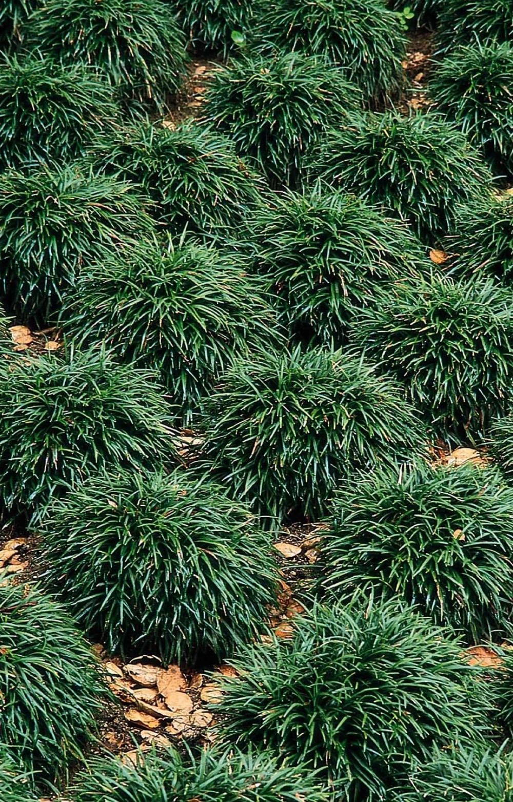 Dwarf Mondo Grass Planting Guide | Southeastern USA Master Guide | Spacing, Care & Groundcover Instructions (PDF)