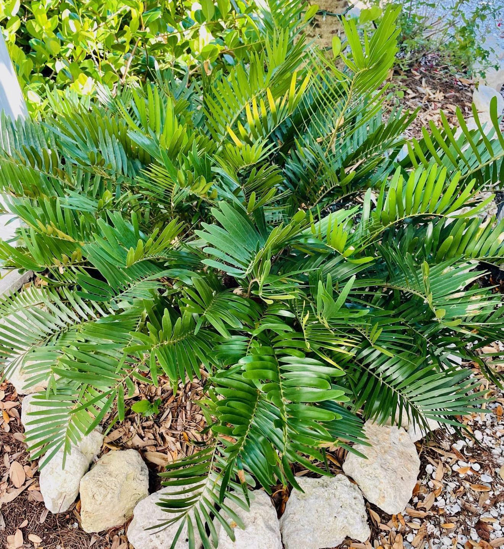 Florida Native Plants Guide • Low-Maintenance Landscaping (PDF)