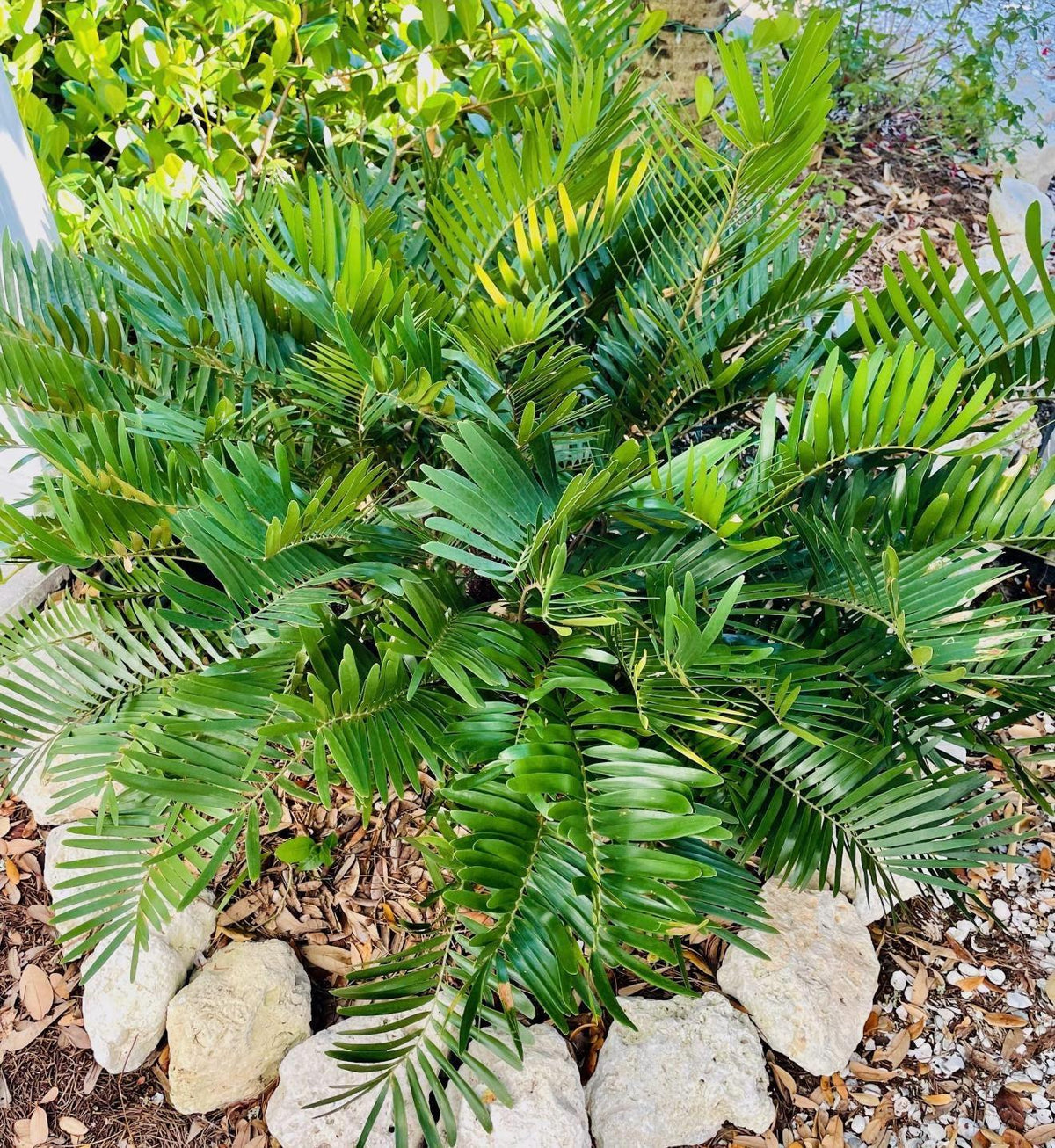 Florida Native Plants Guide • Low-Maintenance Landscaping (PDF)