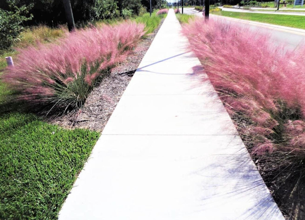 Florida Native Plants Guide • Low-Maintenance Landscaping (PDF)