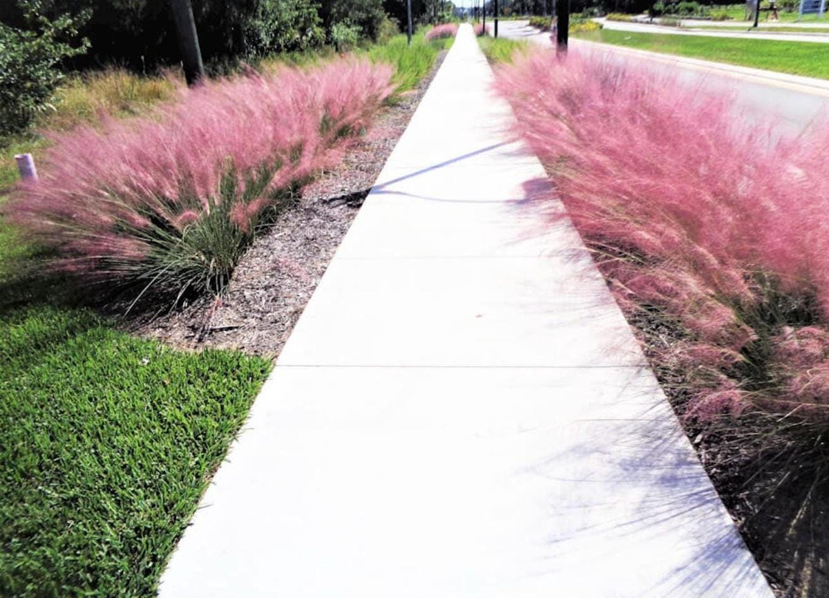 Florida Native Plants Guide • Low-Maintenance Landscaping (PDF)