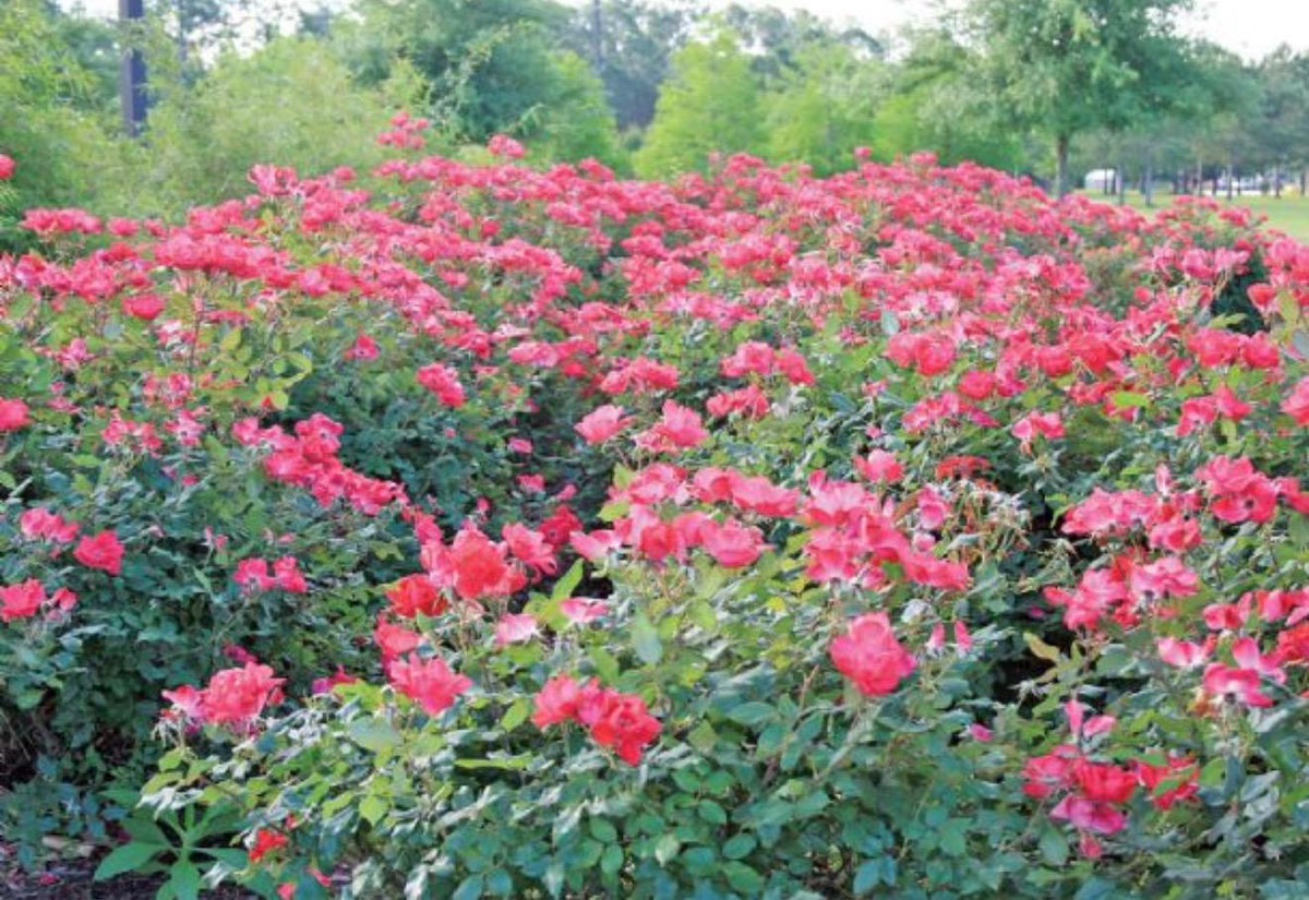 Southern Hydrangea & Rose Garden Guide, Zones 7-10 (Digital Download)