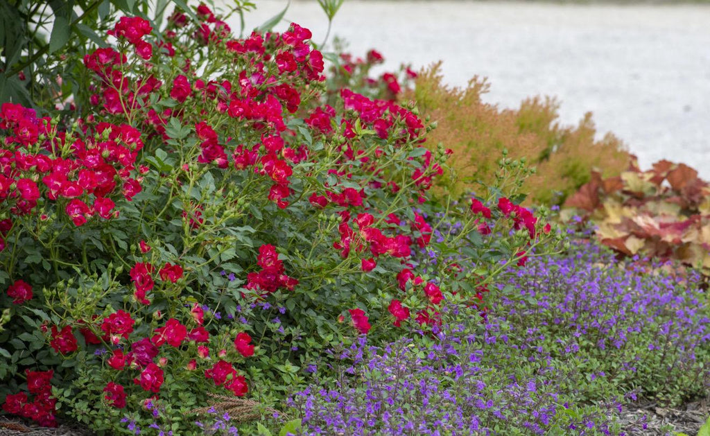 Southern Hydrangea & Rose Garden Guide, Zones 7-10 (Digital Download)