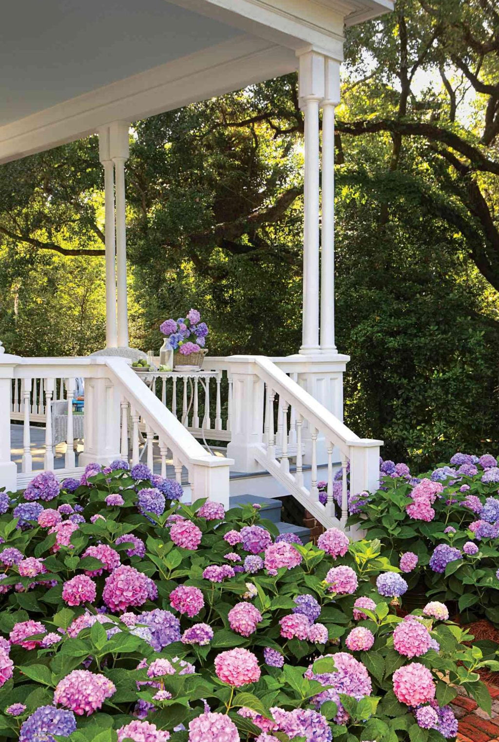Southern Hydrangea & Rose Garden Guide, Zones 7-10 (Digital Download)