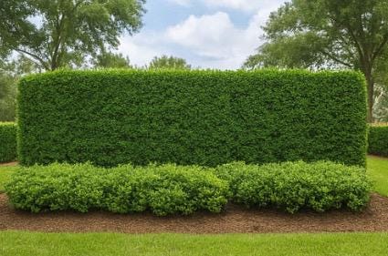 Florida Privacy Hedge Guide – Screening Plants for Zones 8-10 (Digital Download)