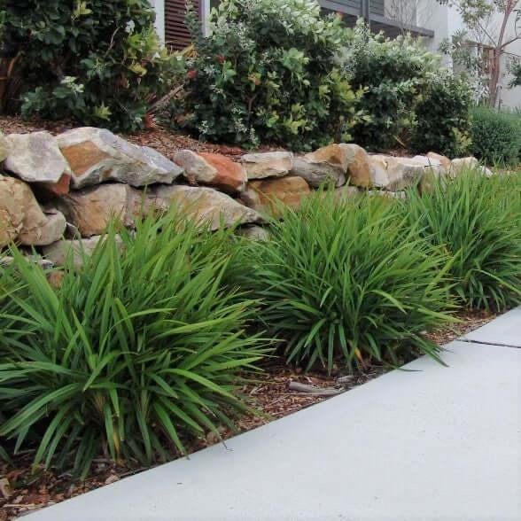 Groundcover Master Guide for the Southeastern USA