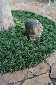 Dwarf Mondo Grass 100 Bibs | Shade Ground Cover | Low Maintenance Lawn Alternative