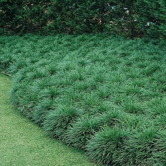 Dwarf Mondo Grass 100 Bibs | Shade Ground Cover | Low Maintenance Lawn Alternative