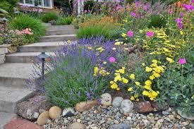 25 Society Garlic Bare Root Plants – Fast Spreading Purple Blooms, Drought Tolerant Ground Cover