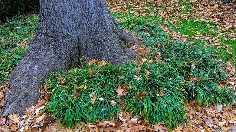 250 Dwarf Mondo Grass Bibs | Low Maintenance Shade Ground Cover Plants