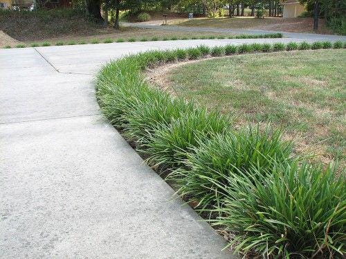 Mondo Grass Plants (25, 50, 100) | Monkey Grass Ground Cover | Live Bare Root Border Grass | Sun or Shade Landscape