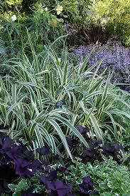 10 Variegated Flax Lily Plants | Evergreen Shade Tolerant Groundcover