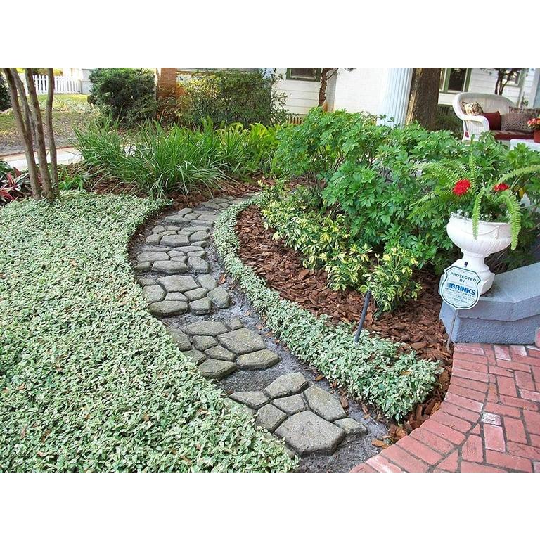 Asiatic Jasmine Ground Cover | No Mow Lawn Alternative | Shade or Sun | Fast Spreading |