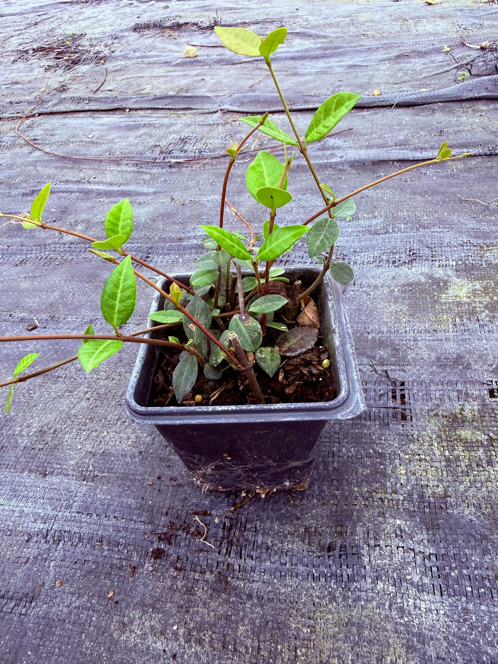 Asiatic Jasmine Ground Cover | No Mow Lawn Alternative | Shade or Sun | Fast Spreading |