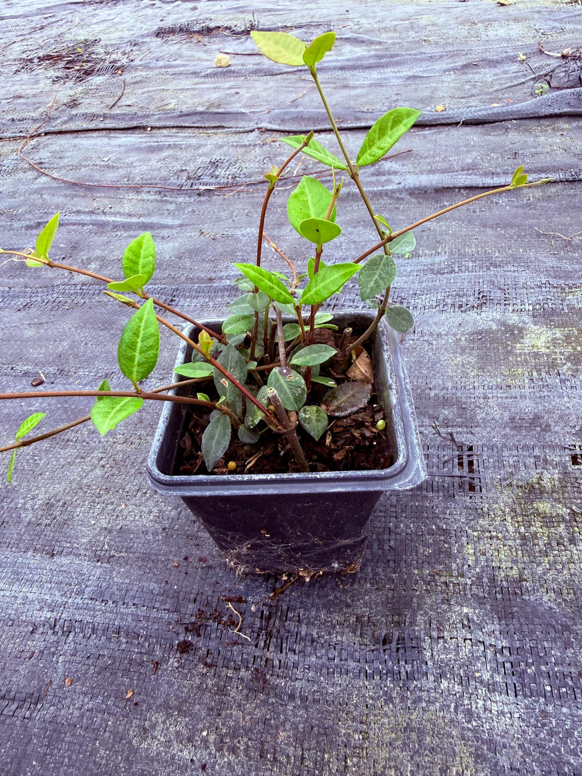 Asiatic Jasmine Ground Cover | No Mow Lawn Alternative | Shade or Sun | Fast Spreading |