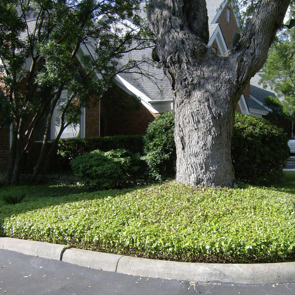 May include: A large tree with a textured gray trunk dominates the scene, surrounded by lush green ground cover. The tree is set against a backdrop of a brick building and other greenery, with a concrete curb in the foreground.