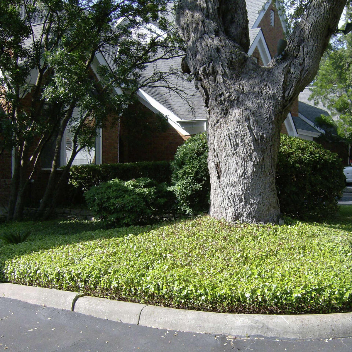 May include: A large tree with a textured gray trunk dominates the scene, surrounded by lush green ground cover. The tree is set against a backdrop of a brick building and other greenery, with a concrete curb in the foreground.