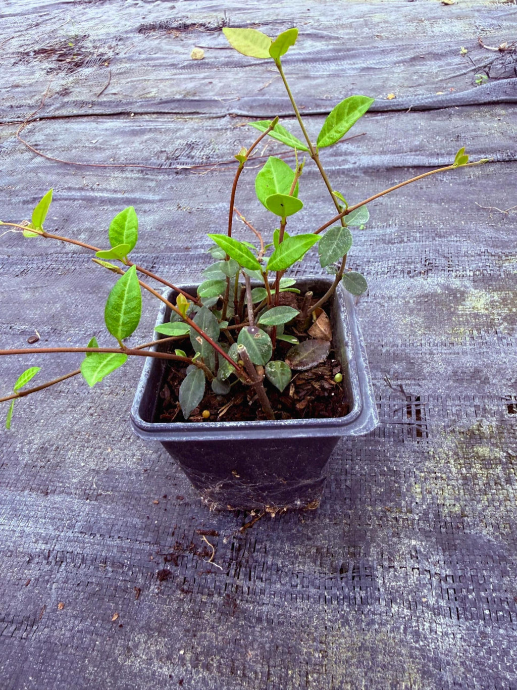 Asiatic Jasmine Ground Cover | No Mow Lawn Alternative | Shade or Sun | Fast Spreading |