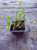Asiatic Jasmine Ground Cover | No Mow Lawn Alternative | Shade or Sun | Fast Spreading |