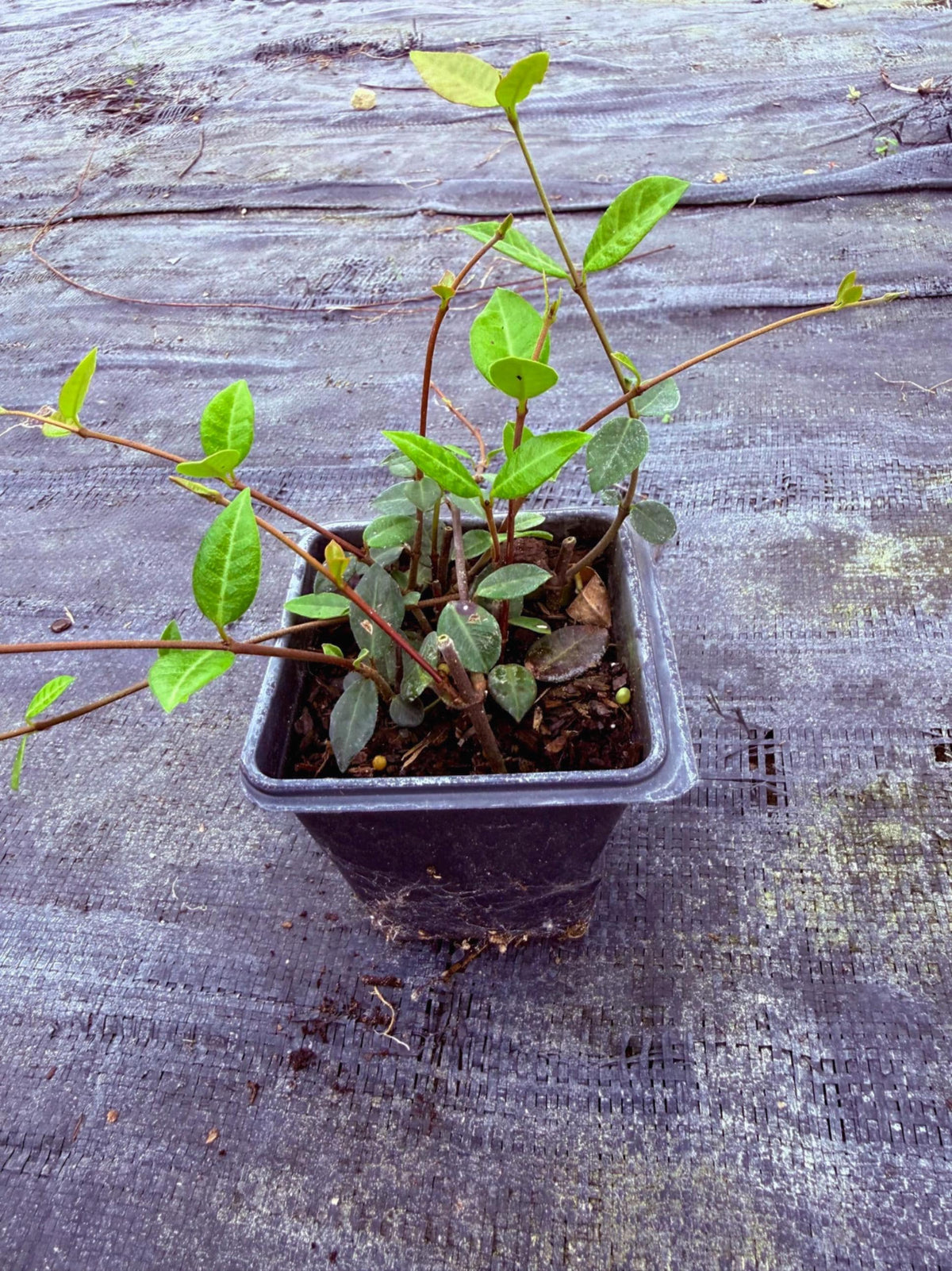 Asiatic Jasmine Ground Cover | No Mow Lawn Alternative | Shade or Sun | Fast Spreading |