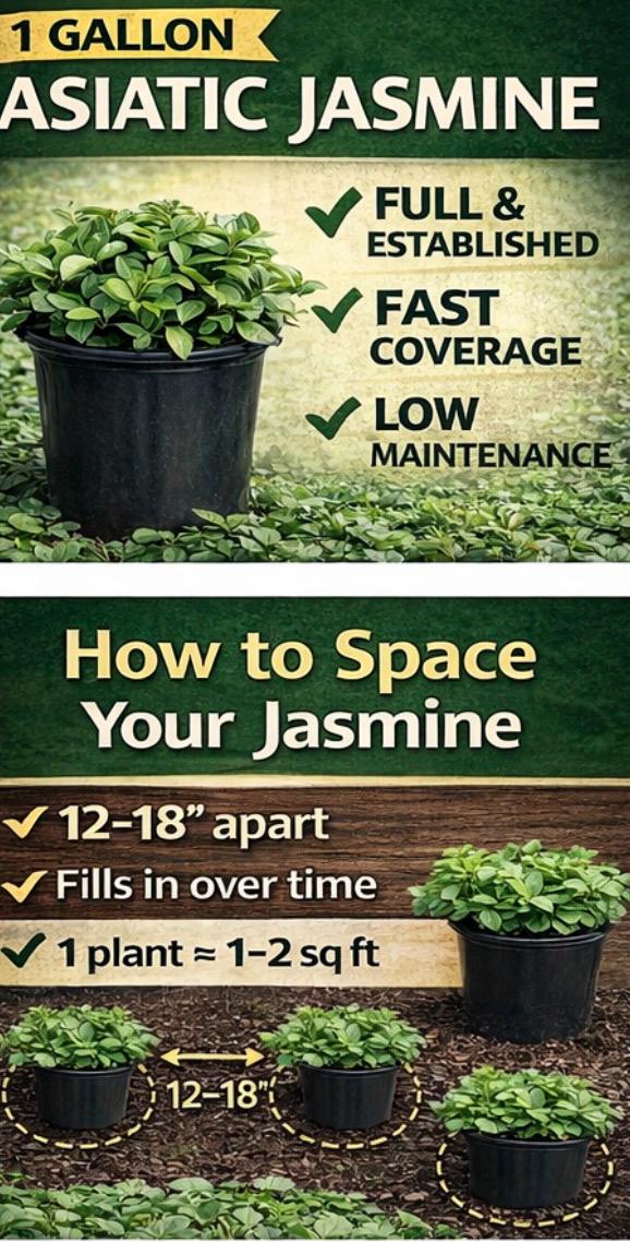 Asiatic Jasmine 1 Gallon Plant | Fast Growing Groundcover | Shade Tolerant | Landscaping Plants Live