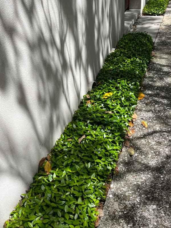Asiatic Jasmine 1 Gallon Plant | Fast Growing Groundcover | Shade Tolerant | Landscaping Plants Live