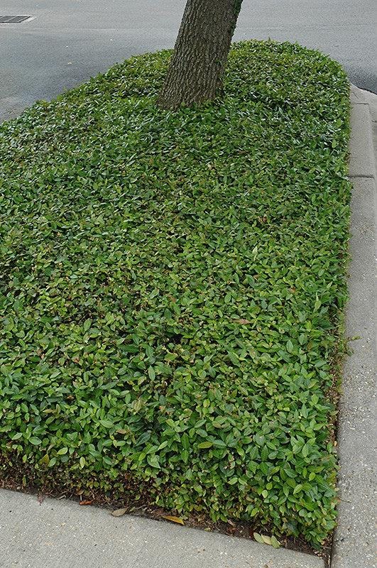 Asiatic Jasmine 1 Gallon Plant | Fast Growing Groundcover | Shade Tolerant | Landscaping Plants Live