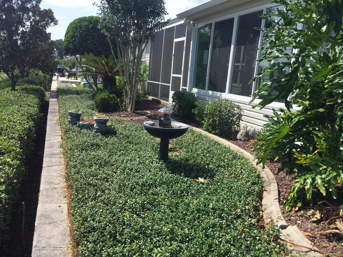 Asiatic Jasmine 1 Gallon Plant | Fast Growing Groundcover | Shade Tolerant | Landscaping Plants Live