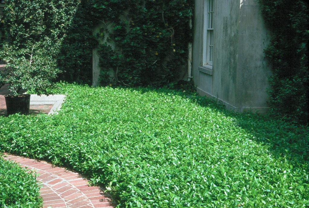 Asiatic Jasmine 1 Gallon Plant | Fast Growing Groundcover | Shade Tolerant | Landscaping Plants Live