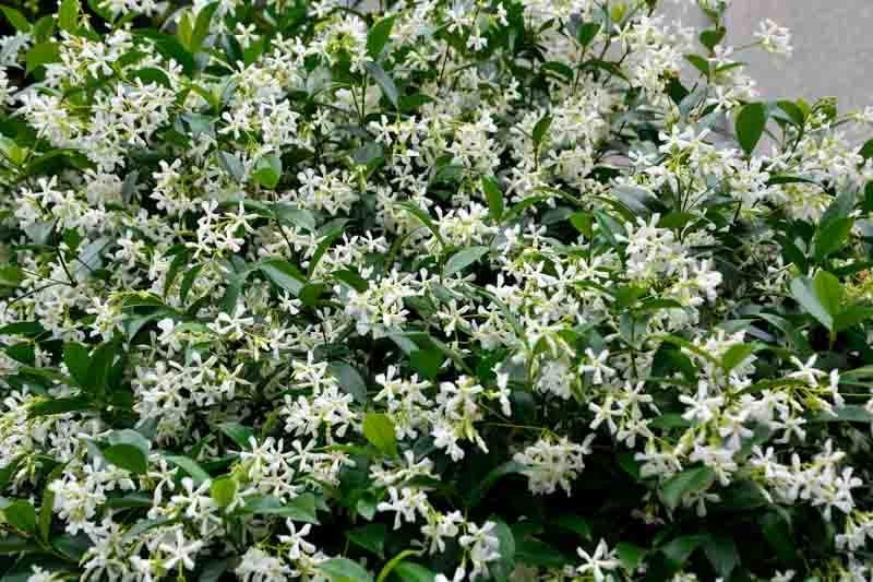 Asiatic Jasmine 1 Gallon Plant | Fast Growing Groundcover | Shade Tolerant | Landscaping Plants Live