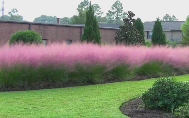 Pink Muhly Grass, Fast Growing Ornamental, Drought Tolerant Landscaping Grass (Bare Root)