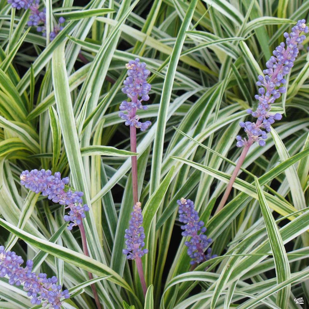 Variegated Liriope Plants – Bare Root Monkey Grass Ground Cover (25, 50, 100)