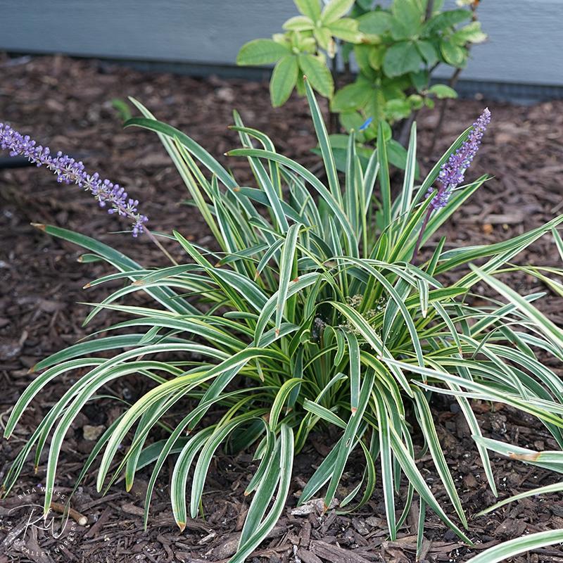 Variegated Liriope Plants – Bare Root Monkey Grass Ground Cover (25, 50, 100)