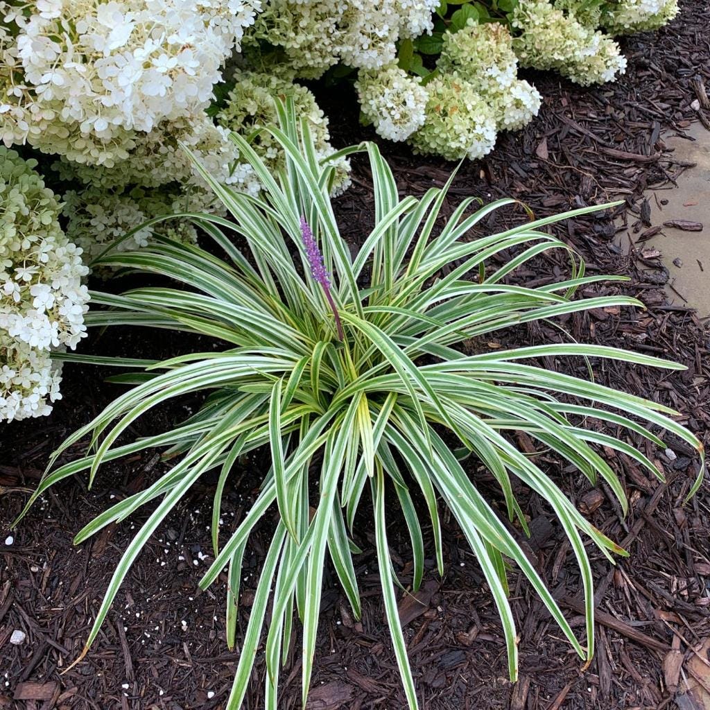 Variegated Liriope Plants – Bare Root Monkey Grass Ground Cover (25, 50, 100)