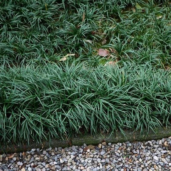 25 Dwarf Mondo Grass Plants | Shade Ground Cover, Bare Root Borders