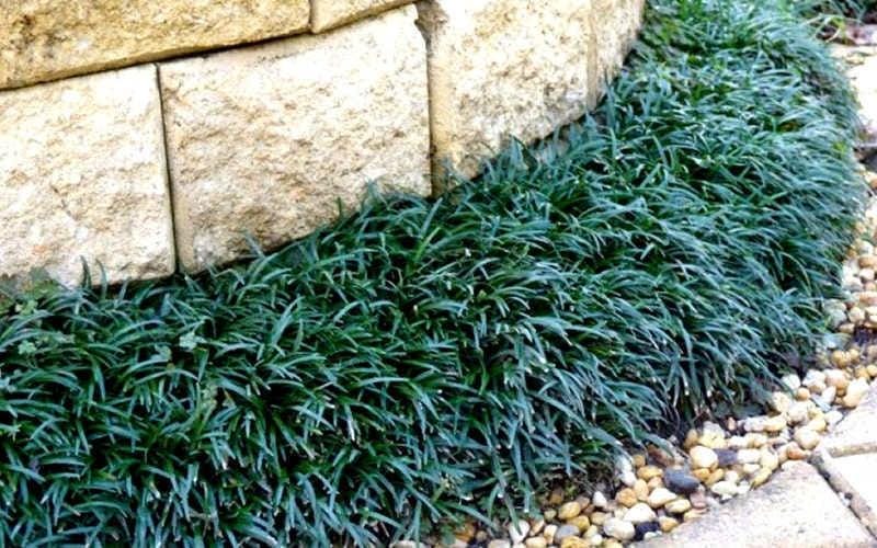 25 Dwarf Mondo Grass Plants | Shade Ground Cover, Bare Root Borders
