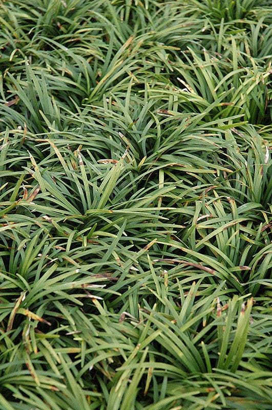25 Dwarf Mondo Grass Plants | Shade Ground Cover, Bare Root Borders