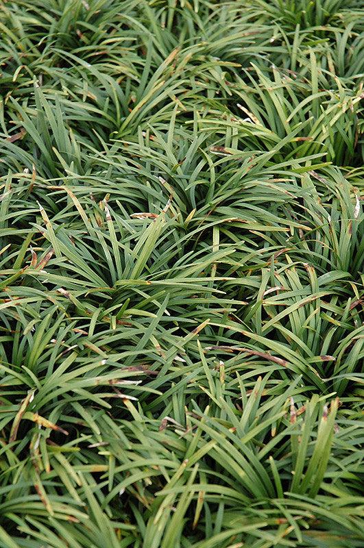 10 Dwarf Mondo Grass Bibs– Low Maintenance Ground Cover for Borders, Walkways & Landscaping