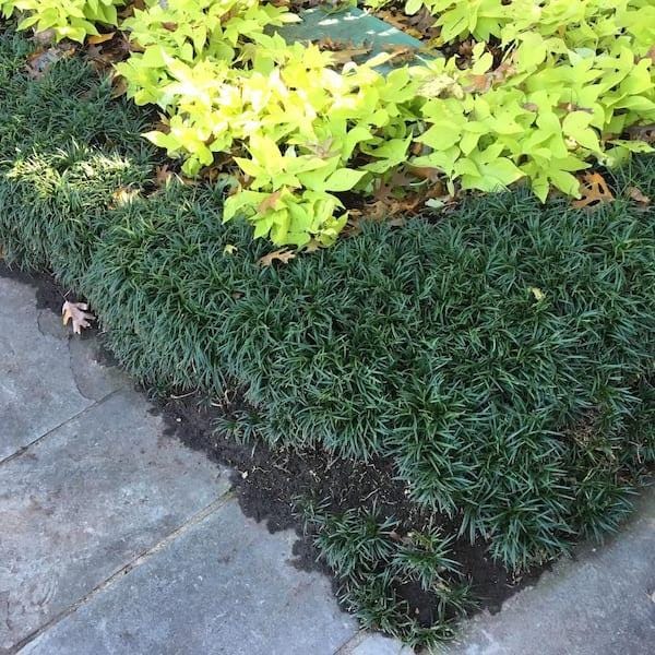 10 Dwarf Mondo Grass Bibs– Low Maintenance Ground Cover for Borders, Walkways & Landscaping