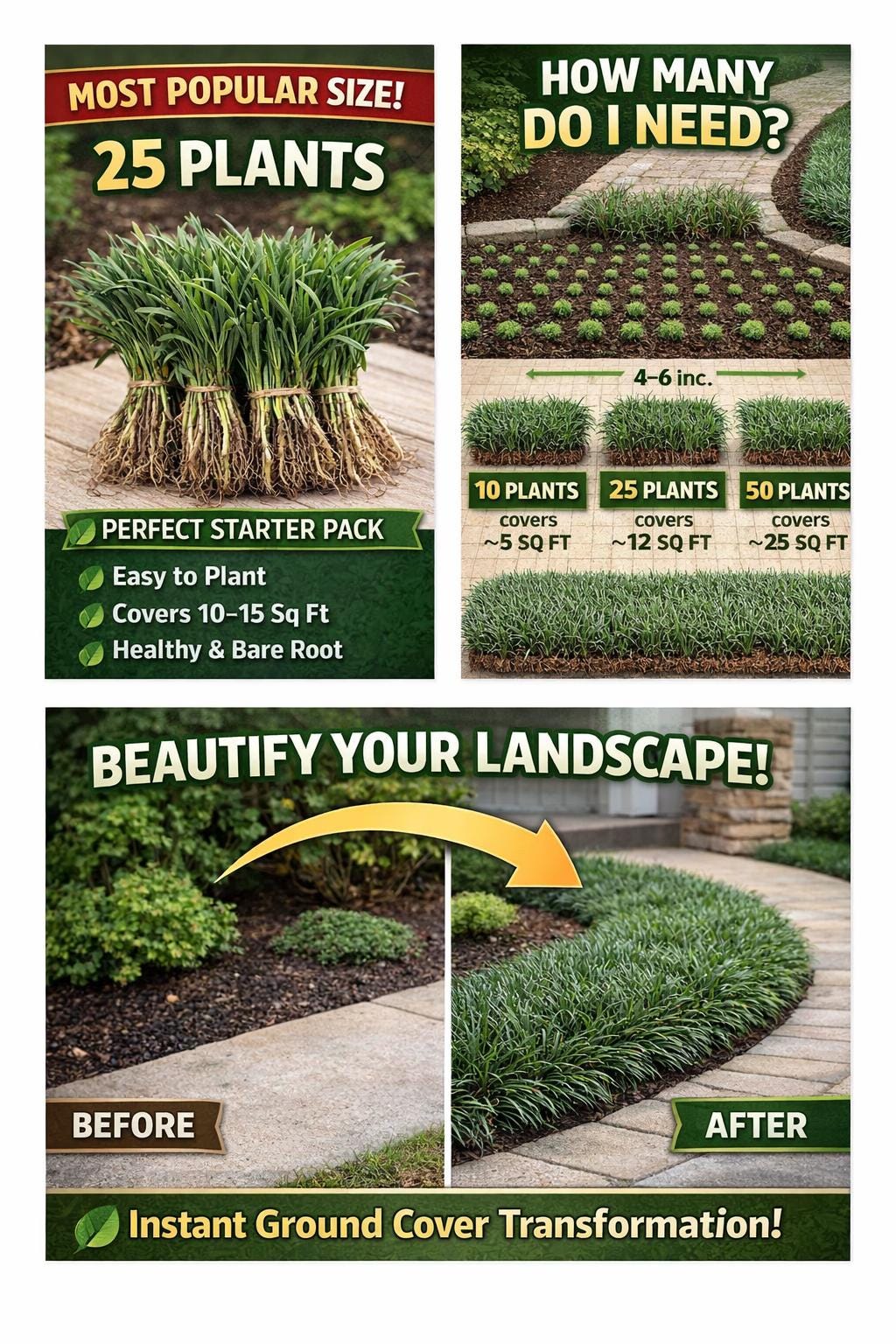 25 Dwarf Mondo Grass Plants | Shade Ground Cover, Bare Root Borders