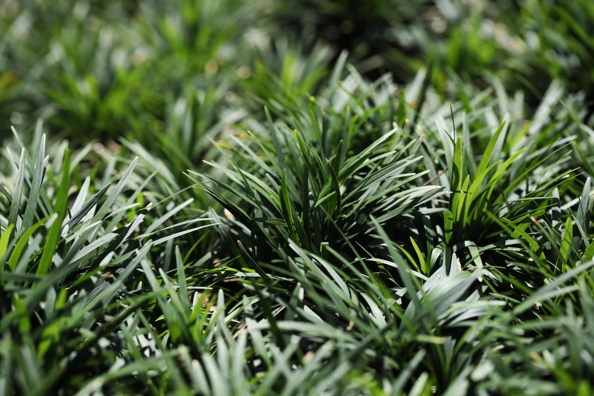 50 Dwarf Mondo Grass Plants – Low Maintenance Ground Cover for Landscaping