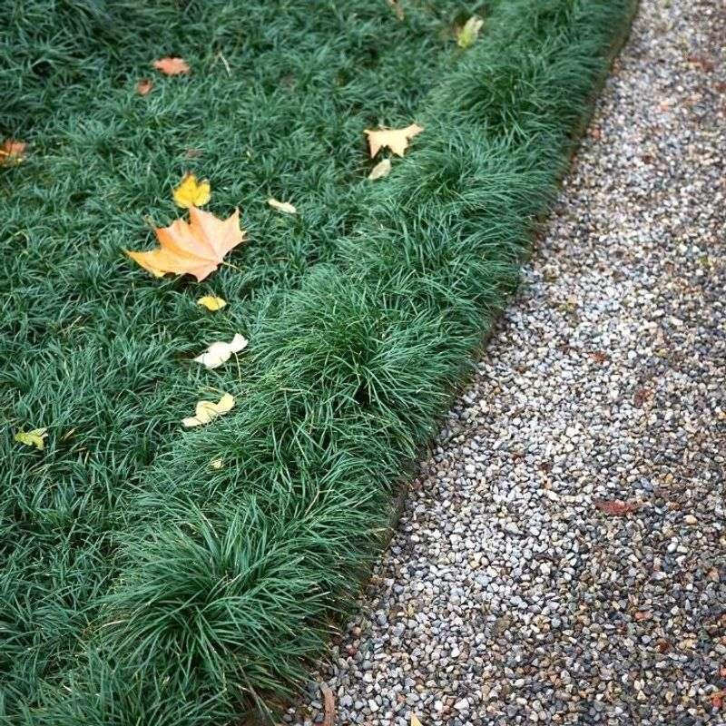 50 Dwarf Mondo Grass Plants – Low Maintenance Ground Cover for Landscaping