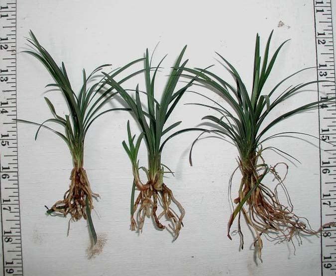 50 Dwarf Mondo Grass Plants – Low Maintenance Ground Cover for Landscaping