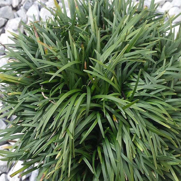 100 Dwarf Mondo Grass Bibs | Low Maintenance Shade Ground Cover Grass