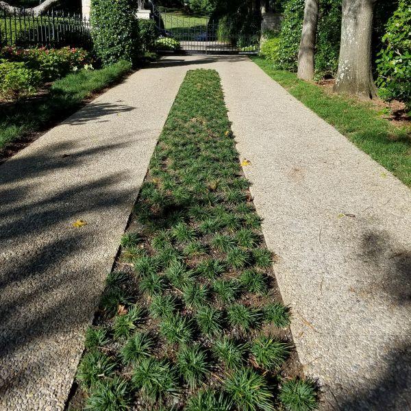 100 Dwarf Mondo Grass Bibs | Low Maintenance Shade Ground Cover Grass